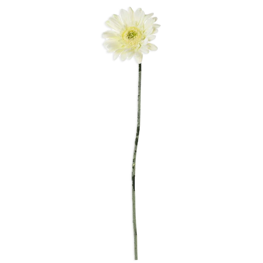 Gerbera bílá 45 cm