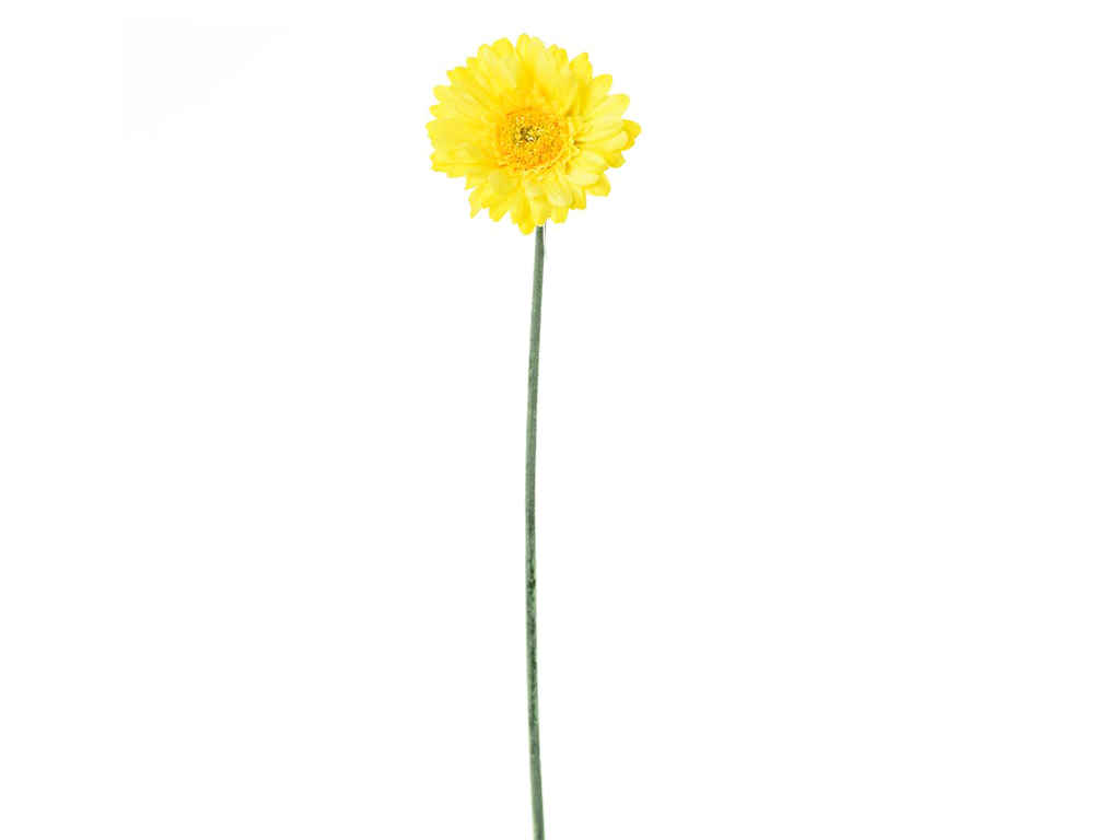 Gerbera žlutá 45cm