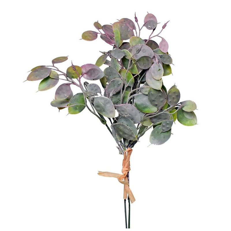 Lunaria měsíčnice 5ks 32cm fialovozelen