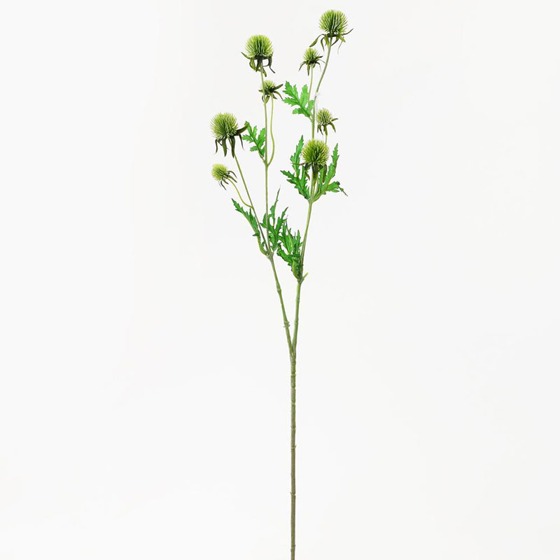 Eryngium zelené 71 cm