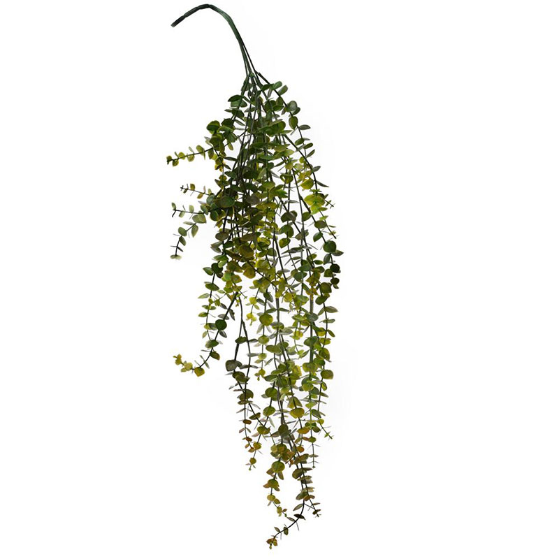 Eucalyptus drobný 83 cm převis hnědzelený