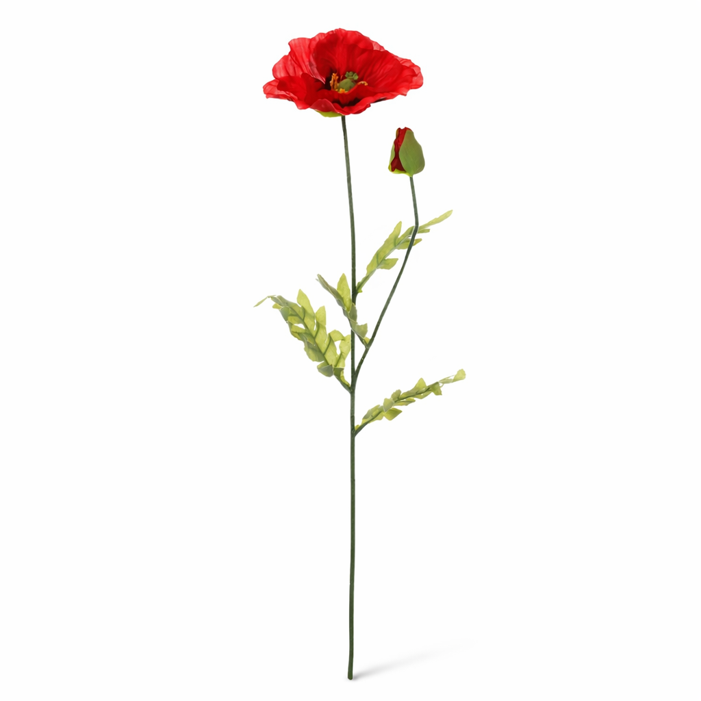 Vlčí mák 72 cm