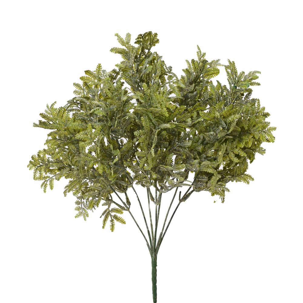 Kapradina zelenobílá 35 cm