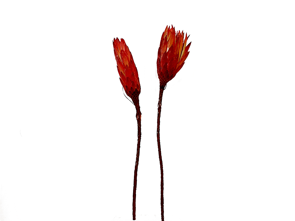 Repens bud červený