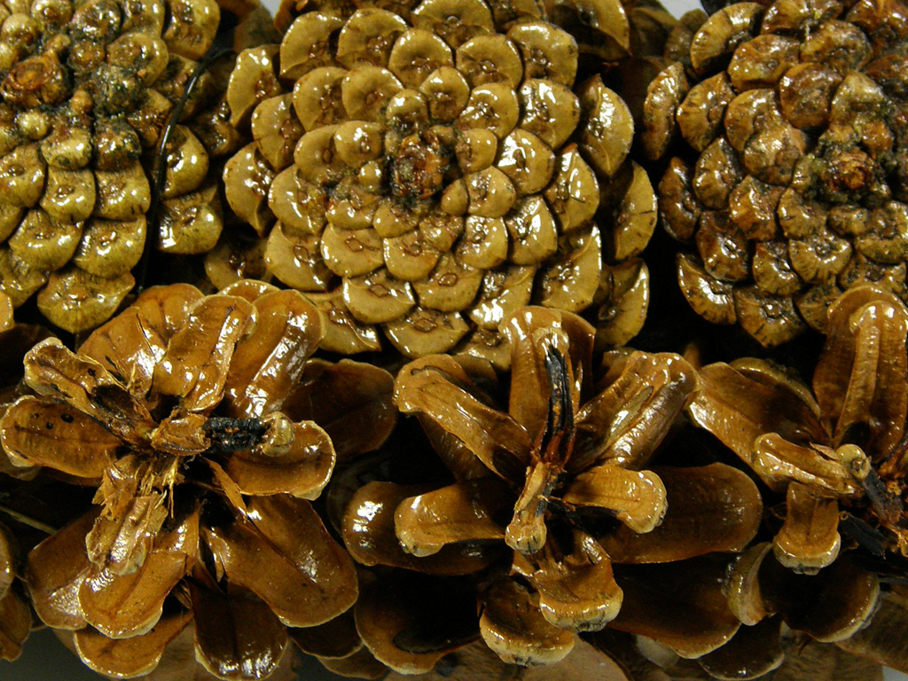 Věnec šišky 30 cm natural