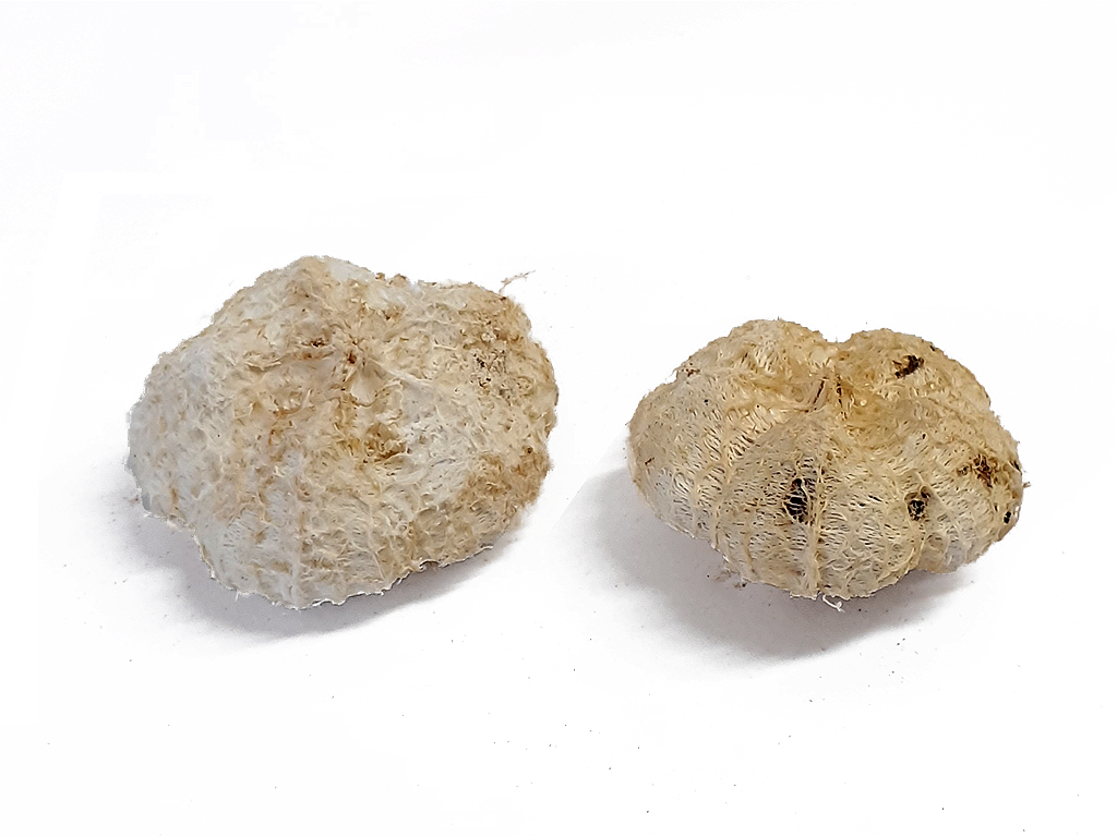 Gaya fruit cca 250 g bělený 