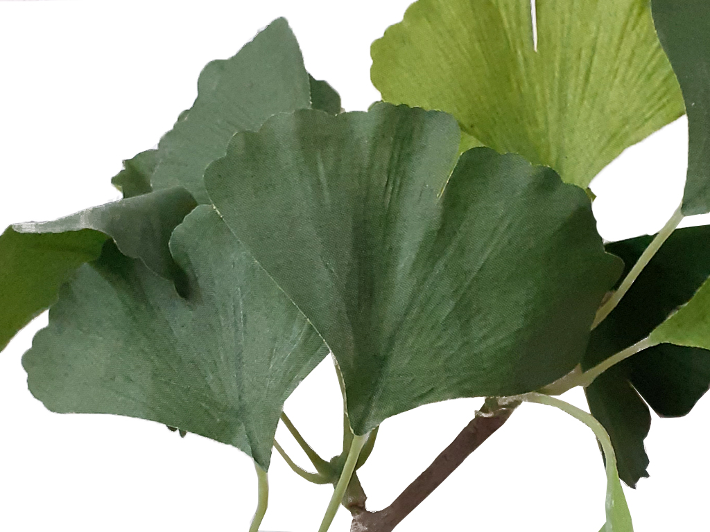 Ginkgo biloba zelená 70 cm