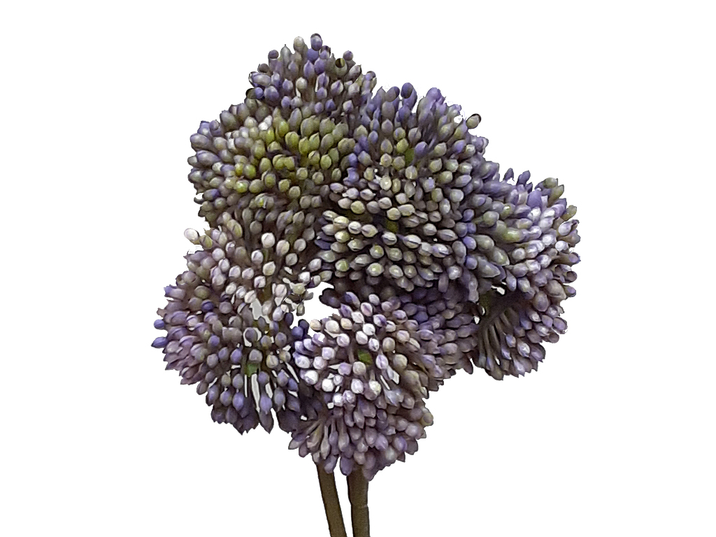 Achyllea fialková 35 cm