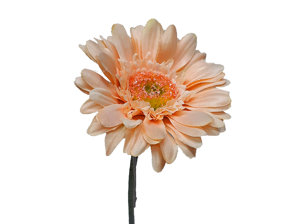 Gerbera lososová 45 cm