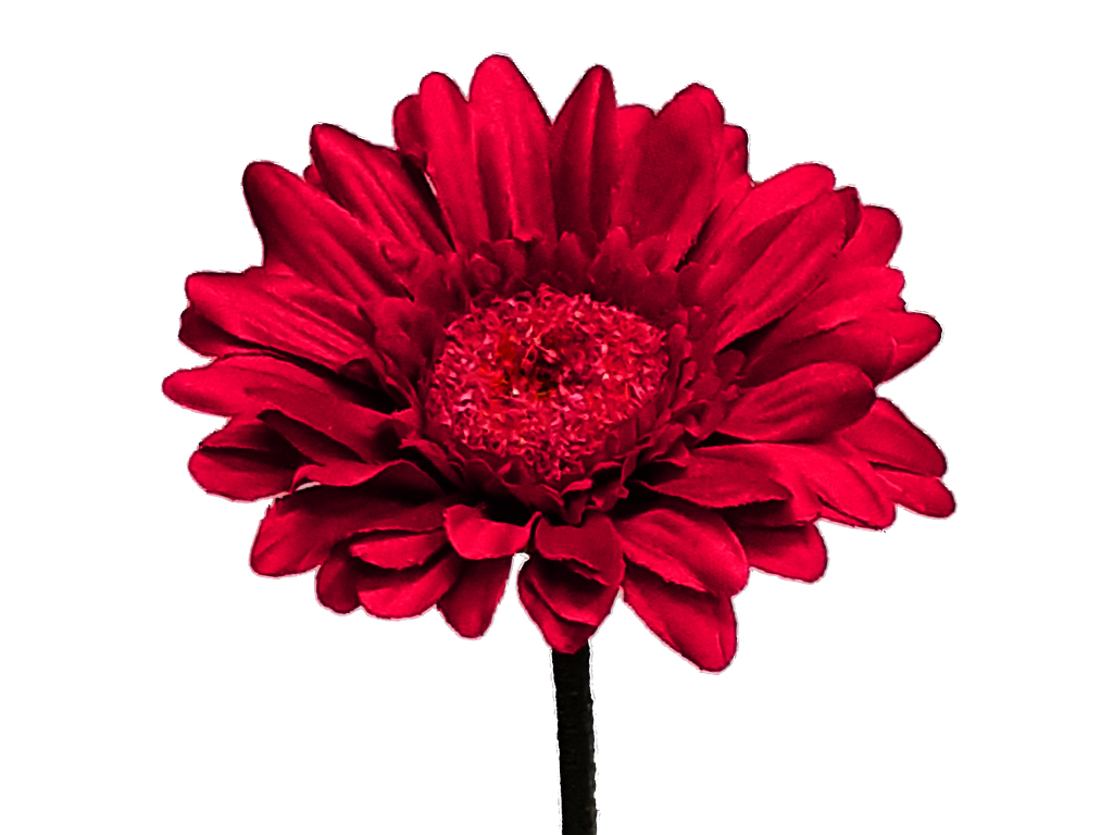Gerbera červená 45 cm