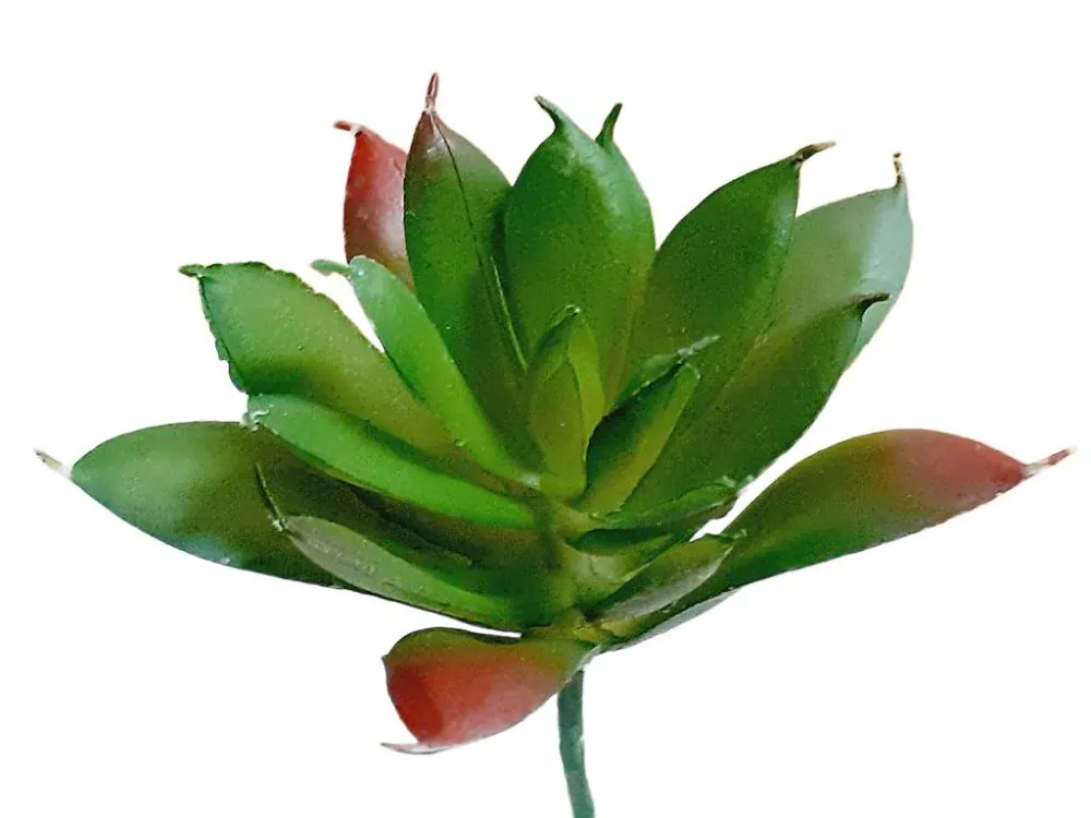 Sukulent 13 cm větvička