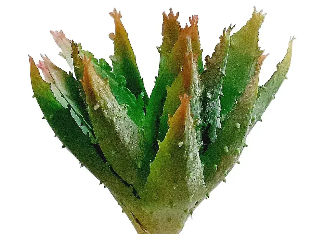 Aloe 17 cm větvička zelená