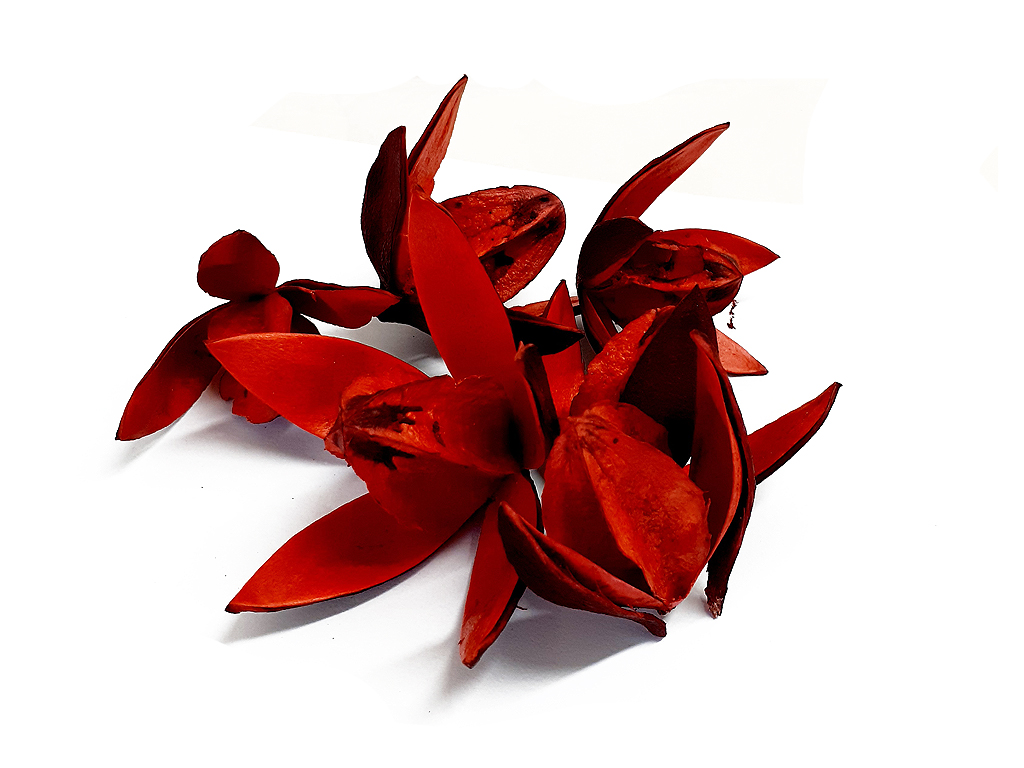 Lily loose lakovaná červená