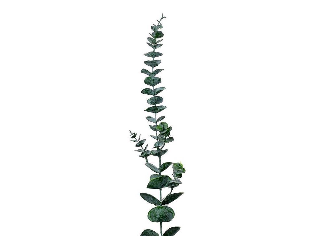 Eucalyptus 69 cm