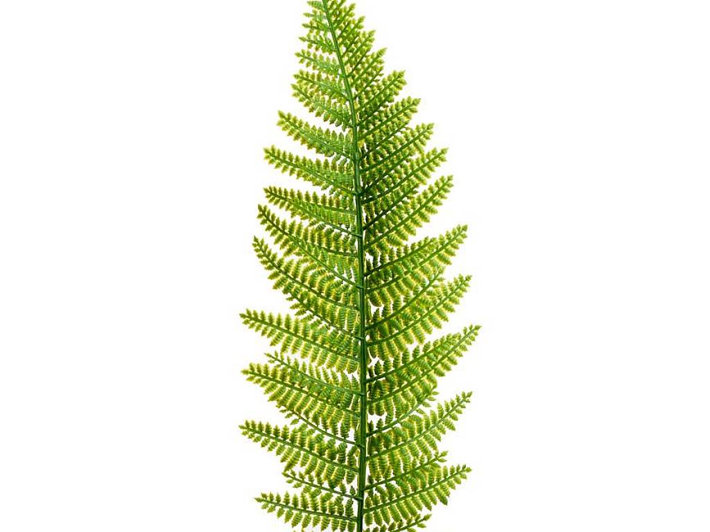 List kapradiny 6 ks 40 cm zelený