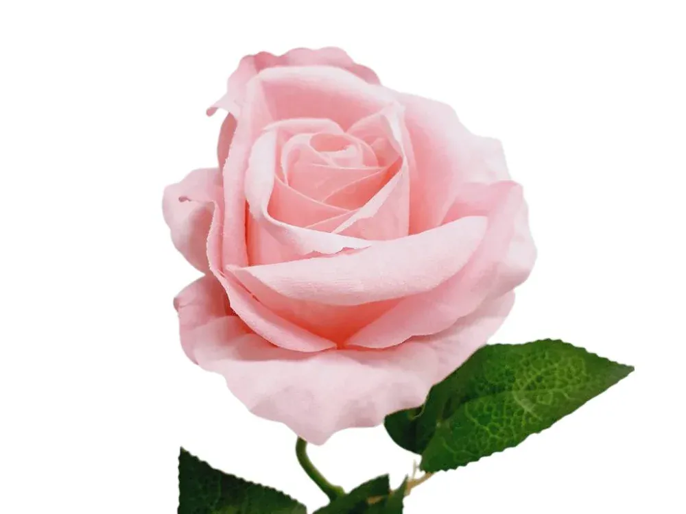 Růže 50 cm růžová