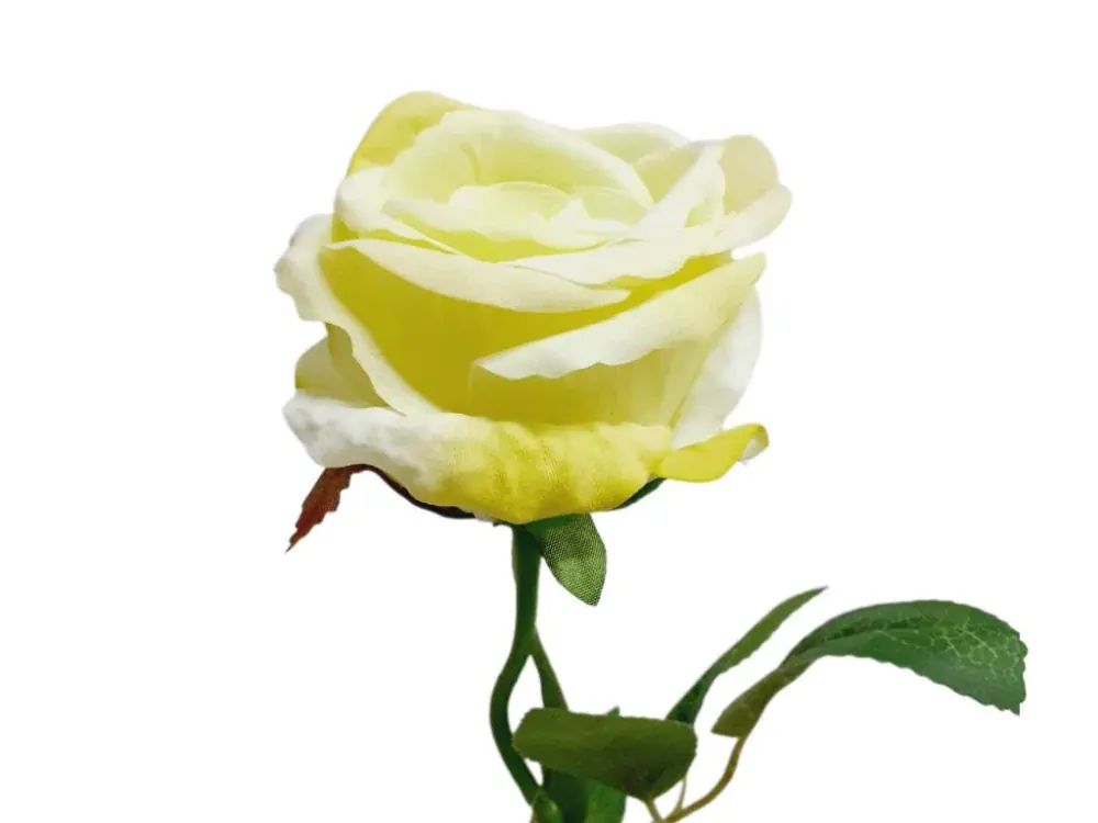 Růže 50 cm zelenkavá