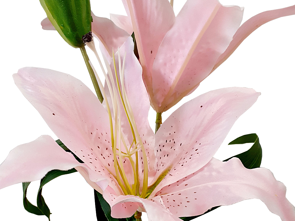 Lilie 3 květy 70 cm růžová