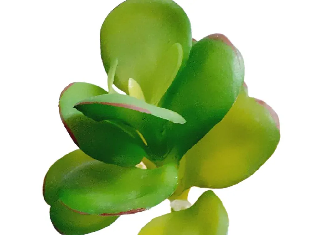 Tlustice 10 cm zelená