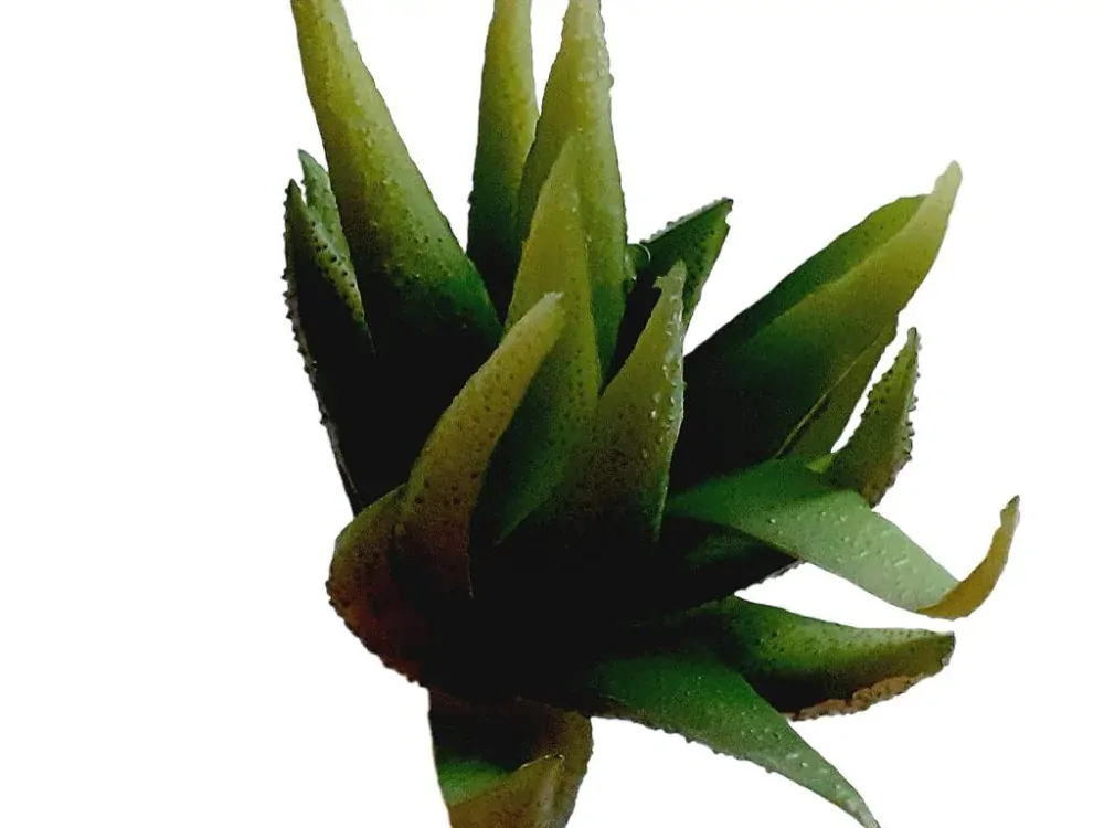 Aloe vera 16 cm tmavě zelená