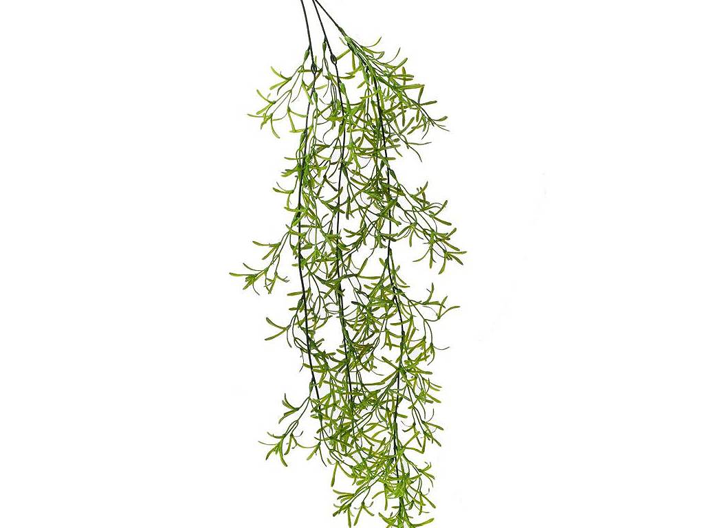 Asparagus 75cm převis