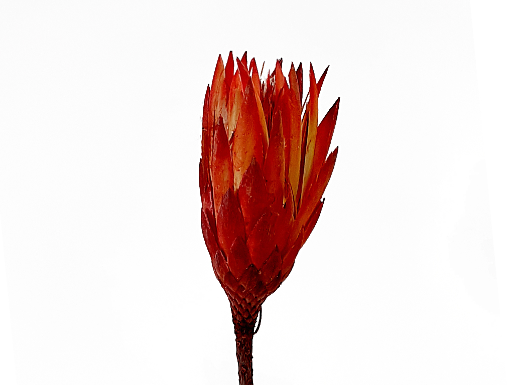 Repens bud červený