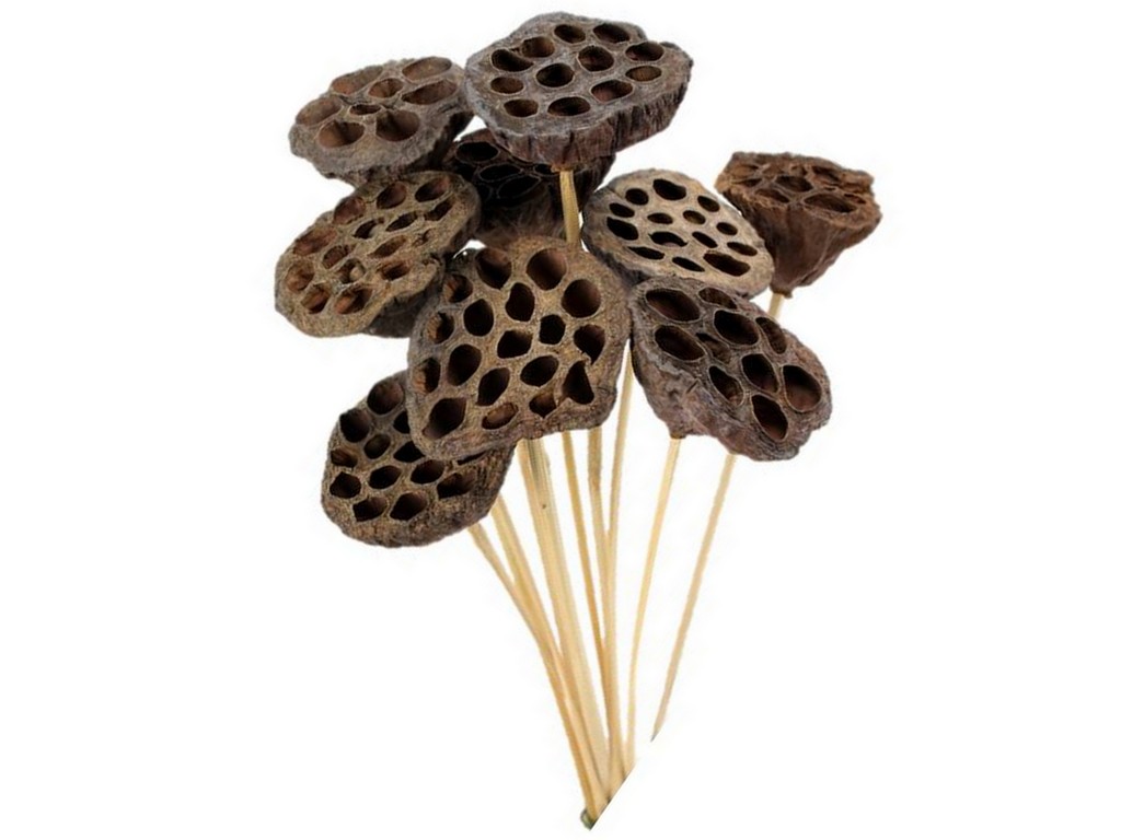 Lotus medium na stopce naturální