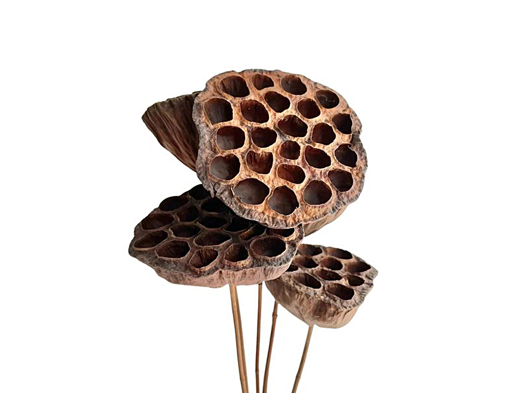 Lotus medium na stopce naturální