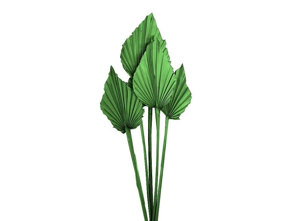 Palm spear mini bělený color