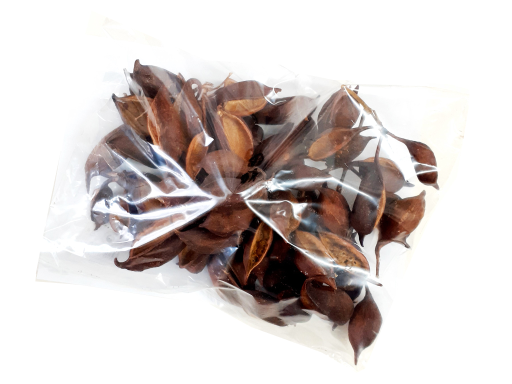 Brachyton populneus 200 g naturální