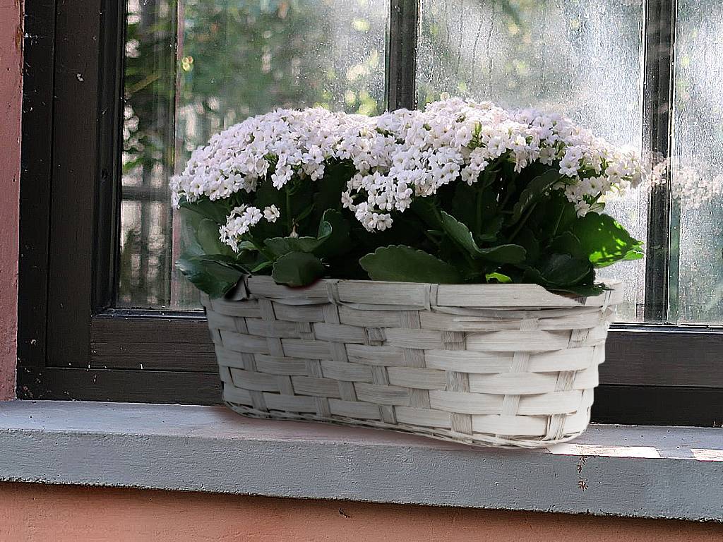 Truhlík proutí 24cmx11cm ovál bílý