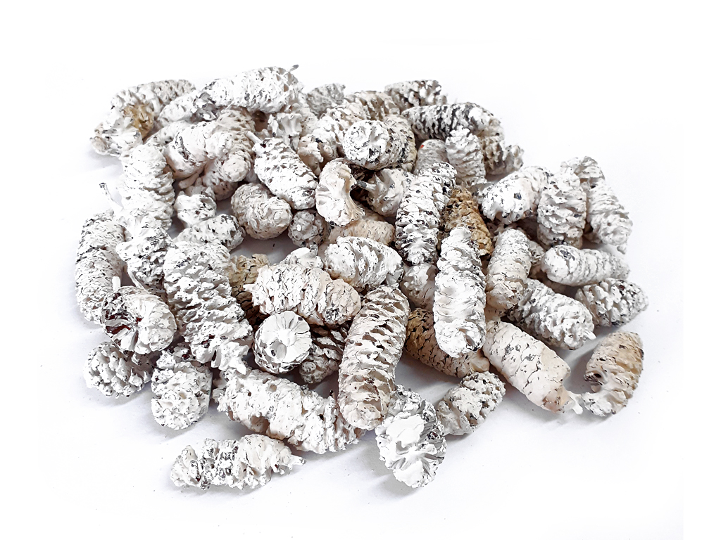 Birch pine 250g bílá