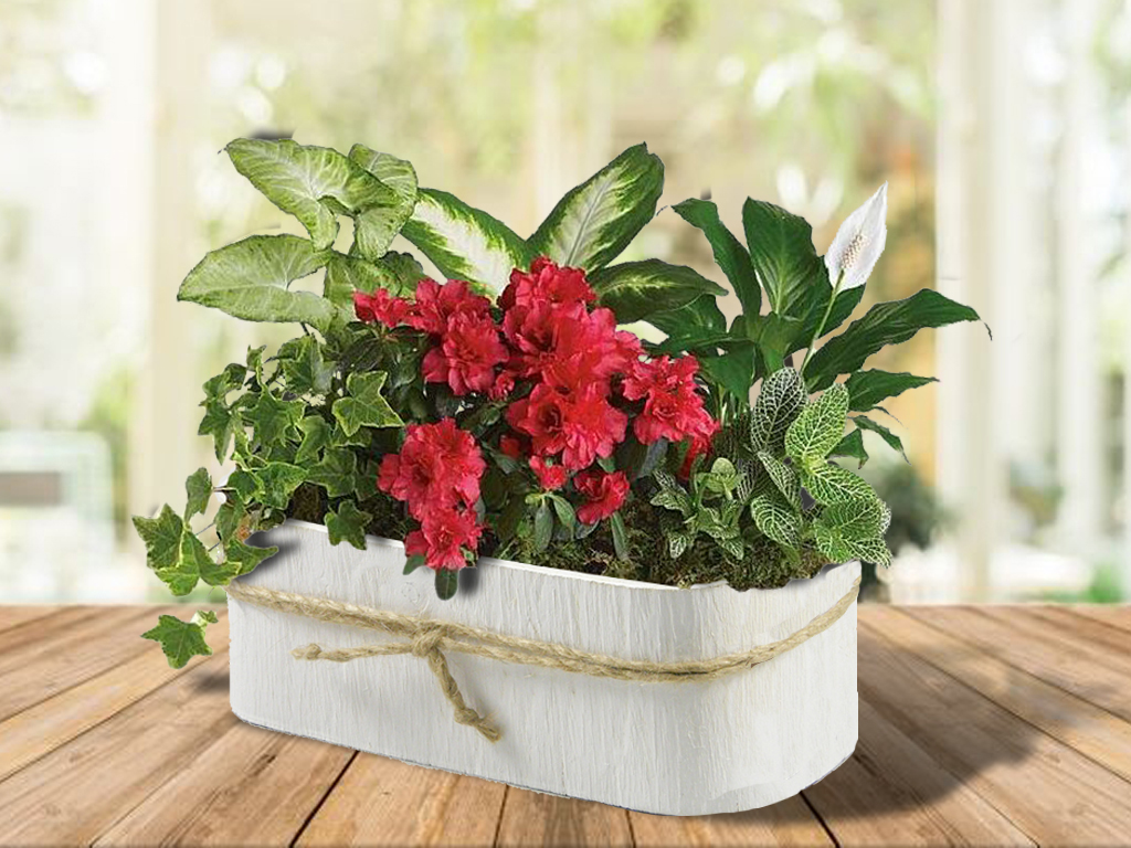 Truhlík dýha 22cmx12cm ovál bílý