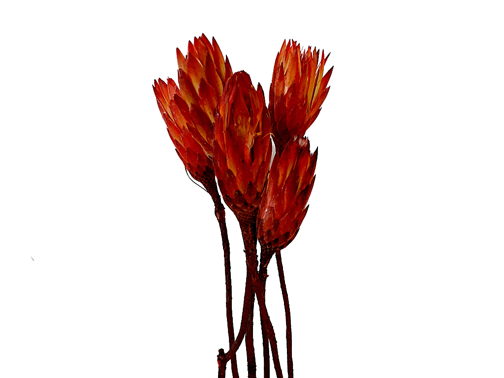 Repens bud červený