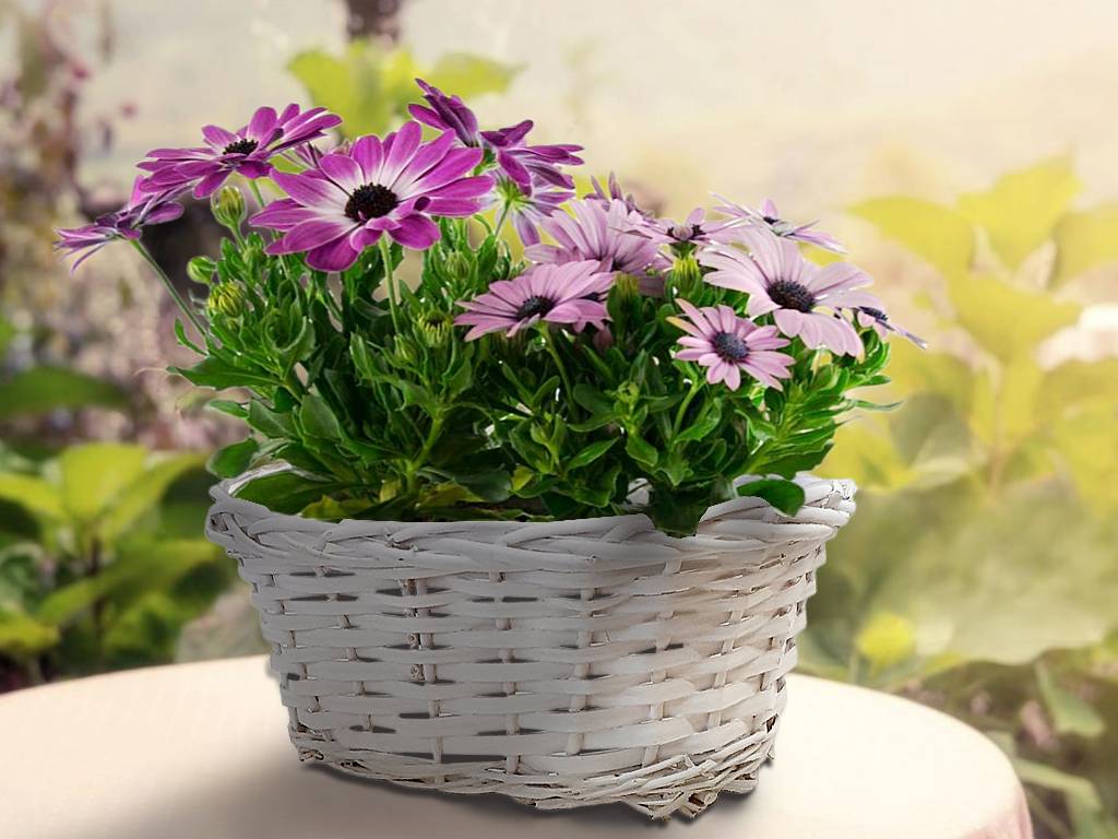Truhlík proutí 27 cm x 17 cm ovál bílý