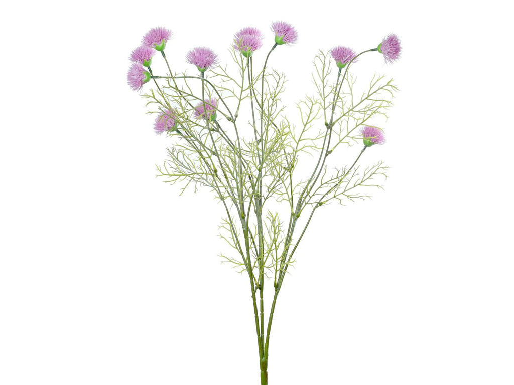 Chrpa luční bílá 55cm