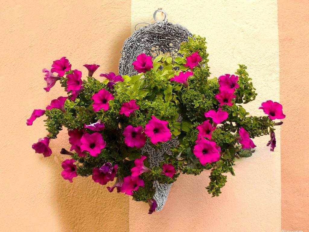 Obal réva závěs 31 cm kužel color
