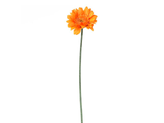 Gerbera oranžová 45 cm