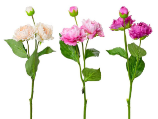 Pivoňka 70cm krémovorůžová