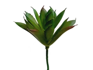 Sukulent 13 cm větvička