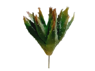 Aloe 17 cm větvička zelená