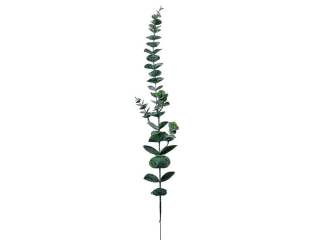 Eucalyptus 69 cm