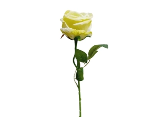 Růže 50 cm zelenkavá