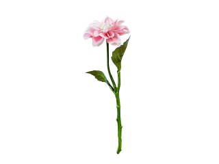 Jiřina 30 cm světle růžová
