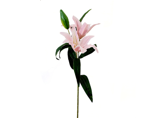 Lilie 3 květy 70 cm růžová