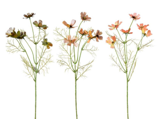 Cosmos 60 cm perleť color