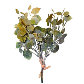 Lunaria měsíčnice 5 ks 32 cm žlutozelená