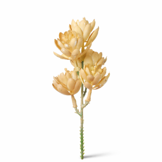 Větvička sukulent béžový 18 cm