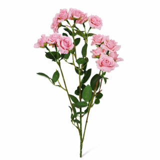 Růže trsová 70 cm růžová