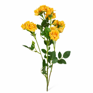 Růže trsová 70 cm žlutá